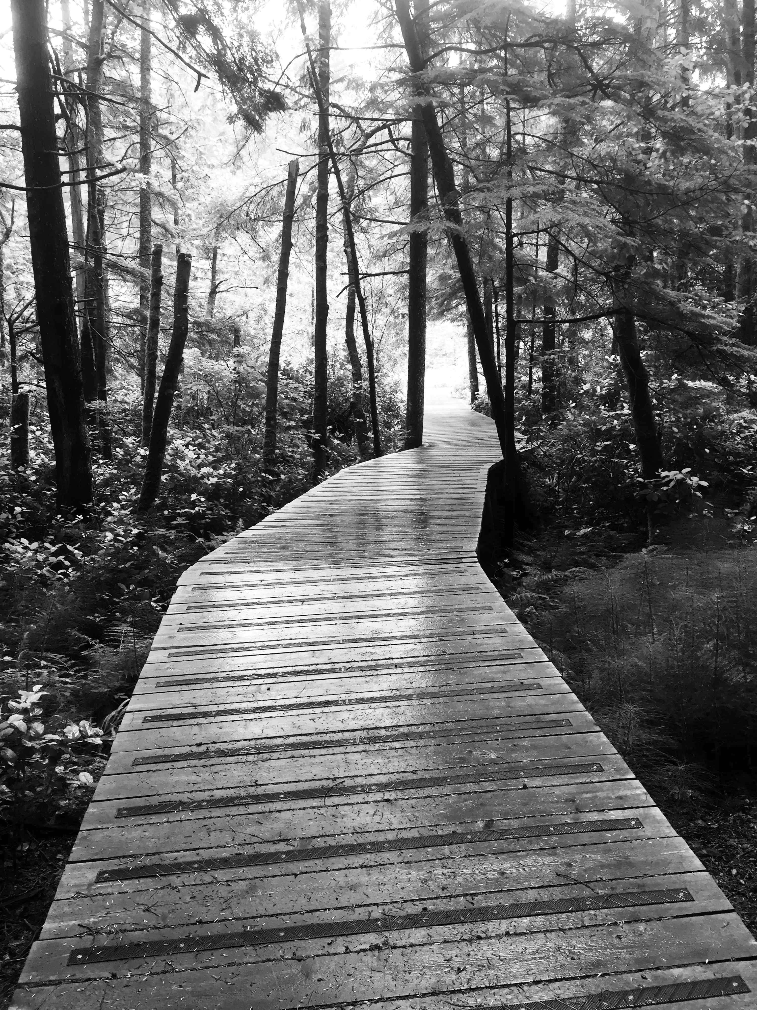 Featured black-and-white photograph of a wooden boardwalk winding through a forest, introducing the Photography collection
