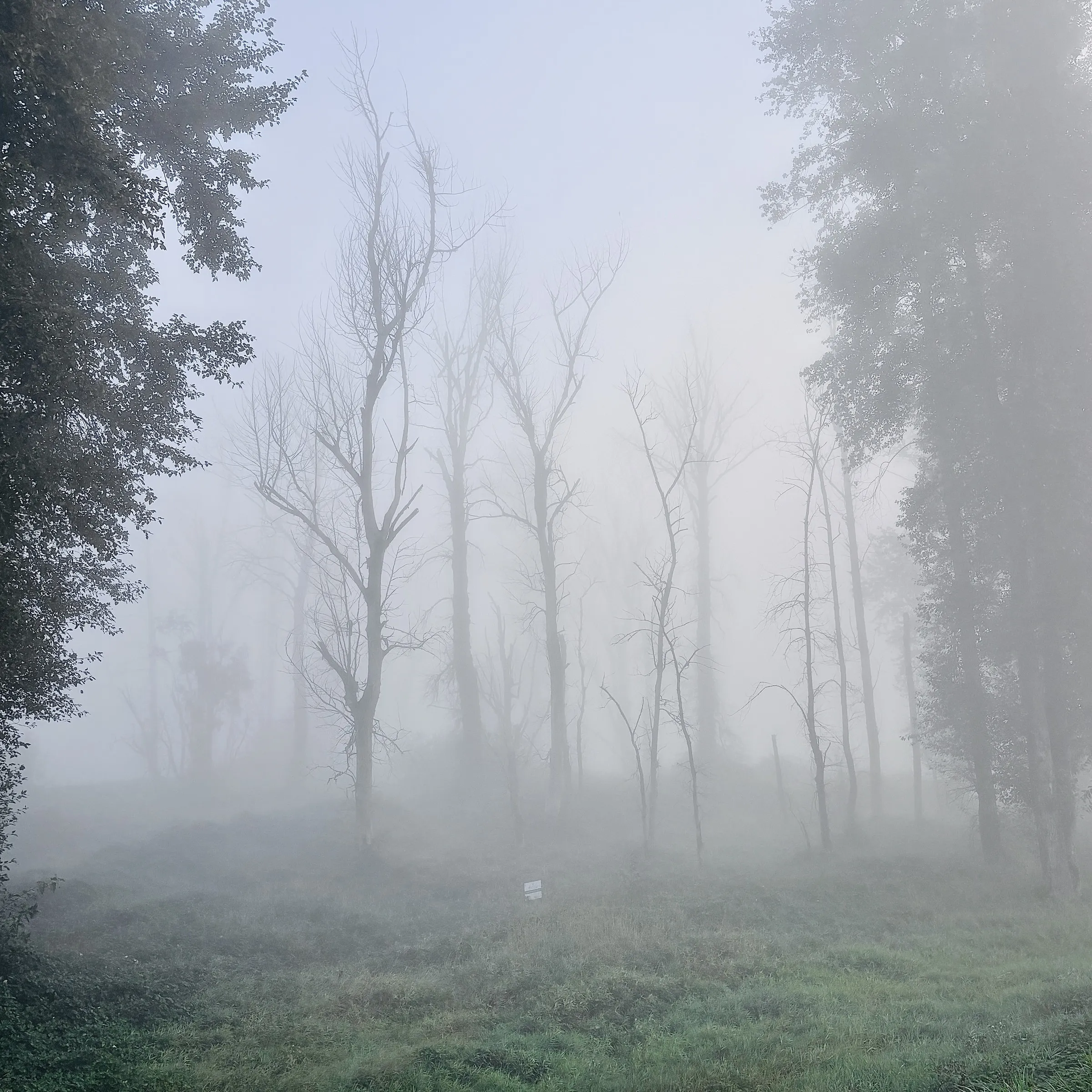 Foggy landscape photograph of bare, thin trees rising from a grassy clearing, framed on both sides by fuller, leafier trees. Soft grey-white mist obscures the background.