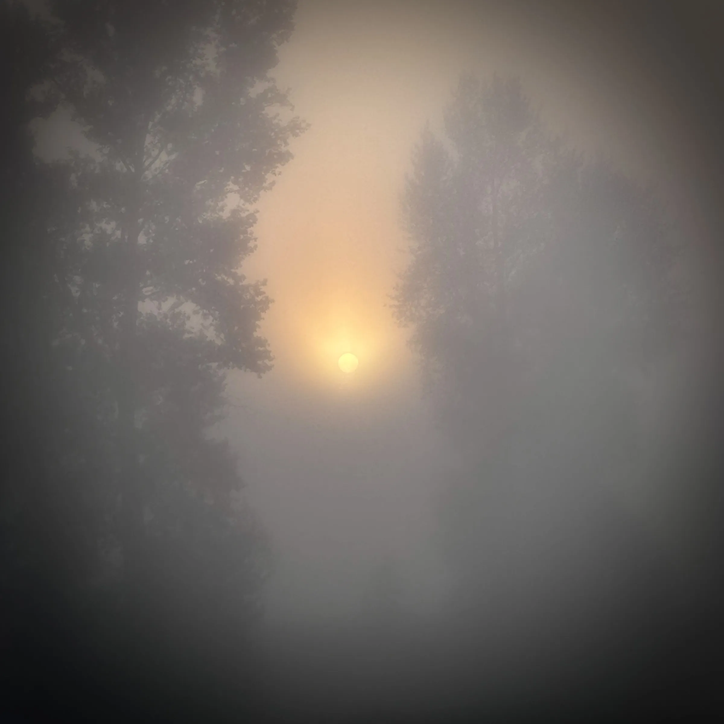 Color photograph of a hazy sun glowing through fog and silhouetted trees at dawn.