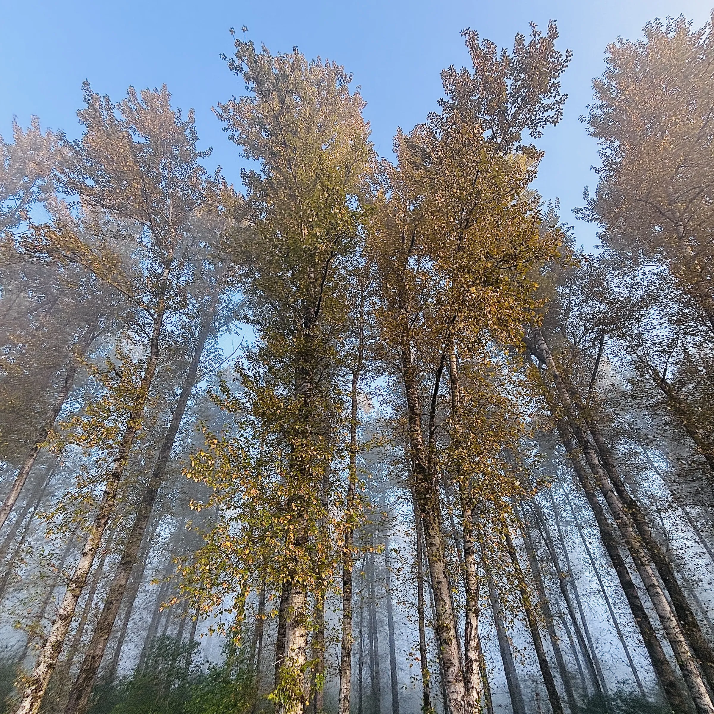 Color photograph looking up at tall poplar trees with golden autumn leaves against a clear blue sky, with morning mist visible between the trunks.