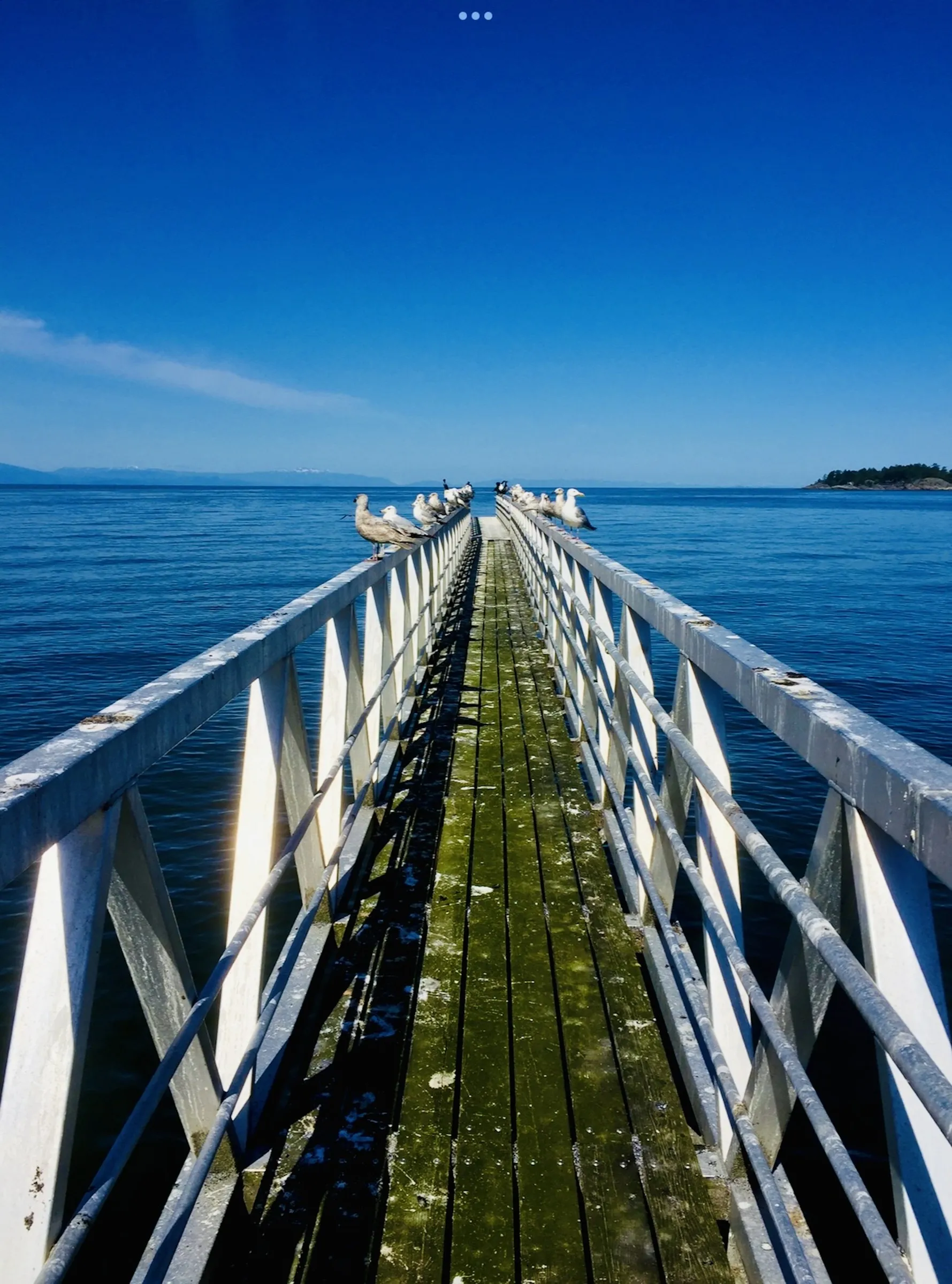 Color photograph of a wooden pier extending into calm blue water under a clear sky, with a group of seagulls perched on the railing partway down the pier.