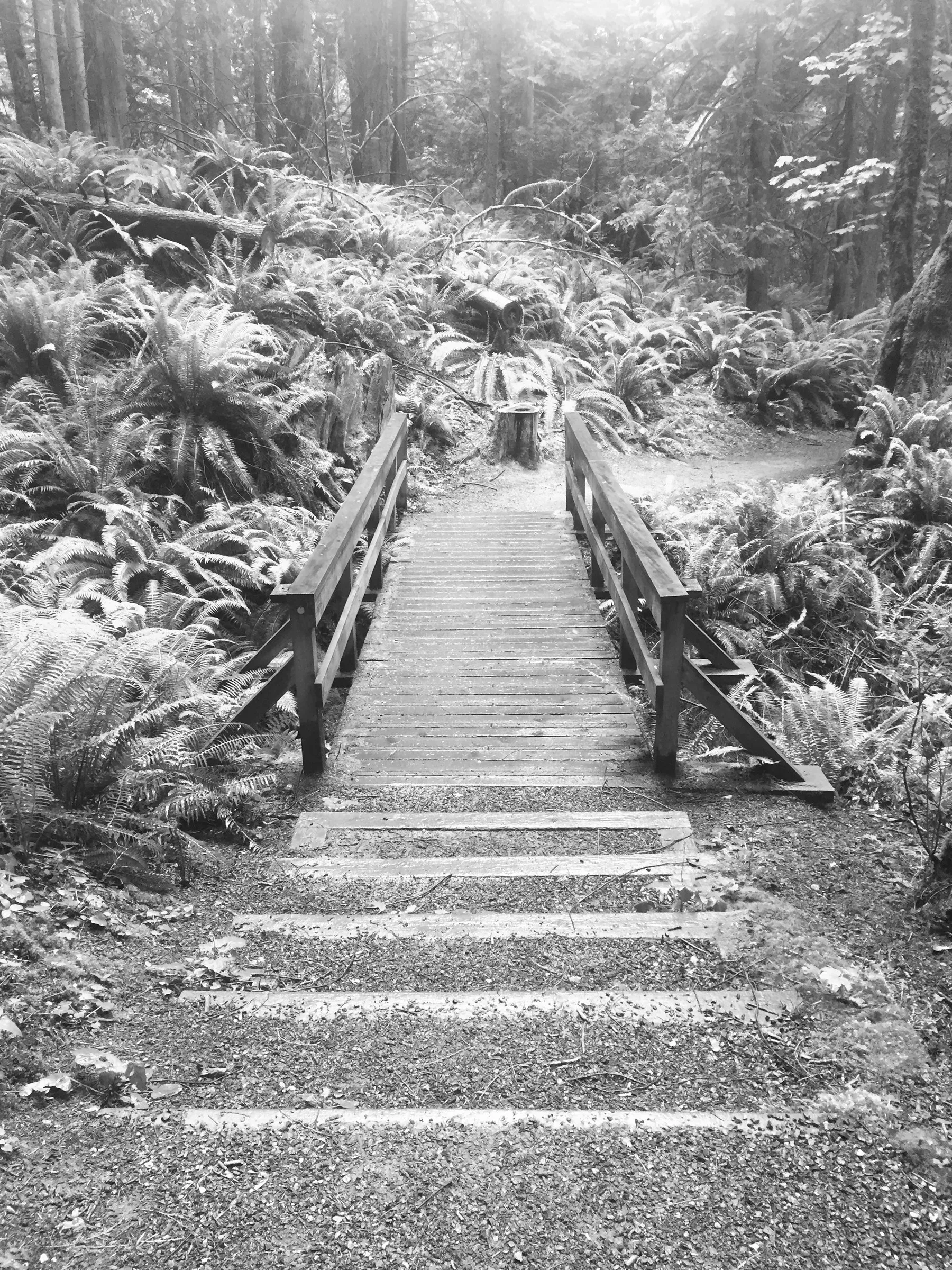 Black-and-white photograph of a wooden footbridge and gravel path leading through a forest dense with ferns.