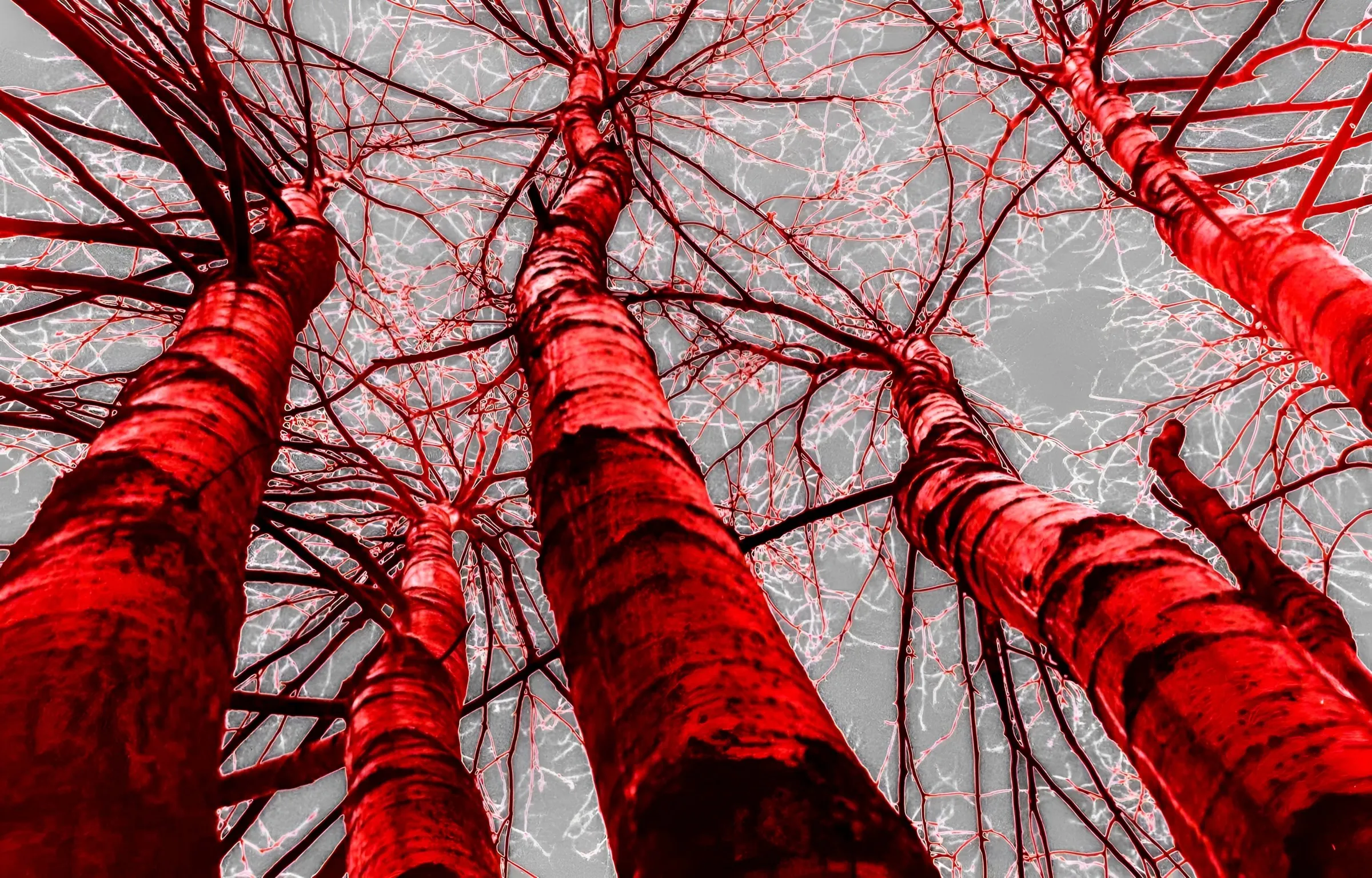 Color-inverted or filtered photograph of several bare tree trunks and branches rendered in vivid red against a pale gray sky.