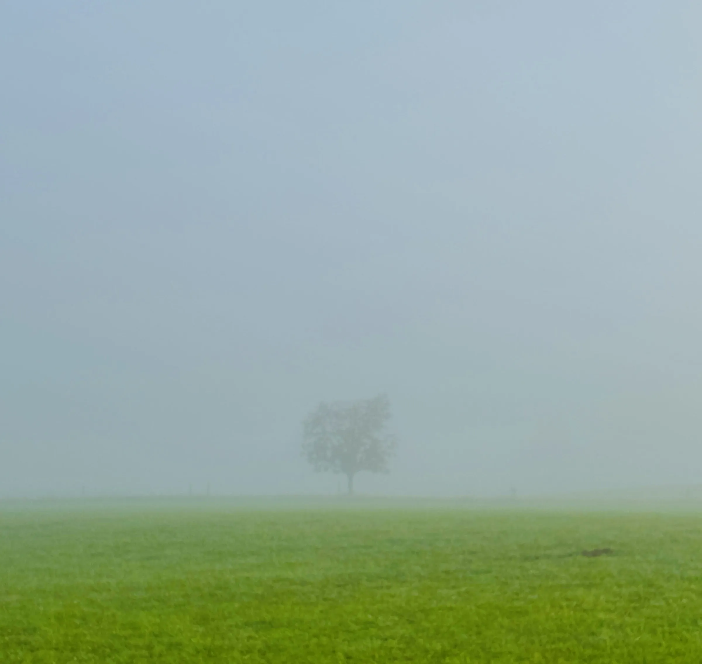 Color photograph of a single tree standing alone in a foggy green field, its silhouette softened by heavy mist.