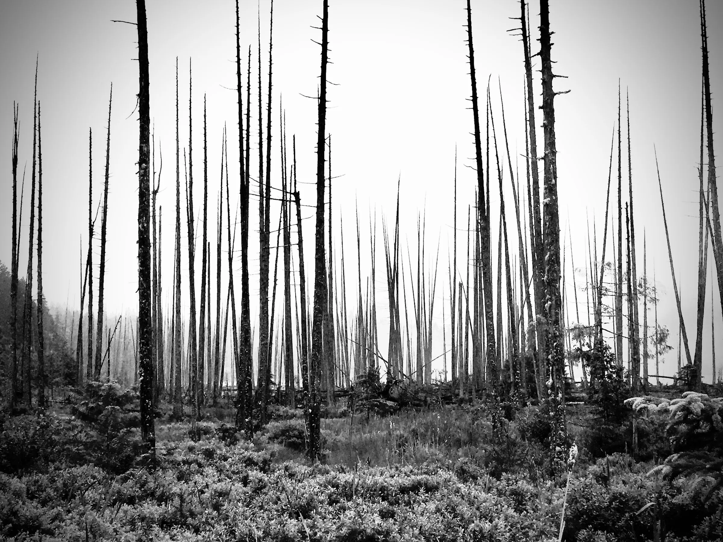 Black-and-white photograph of a dense stand of tall, bare, blackened tree trunks (a burned forest) rising from a low field of green underbrush, with a pale hazy sky beyond.